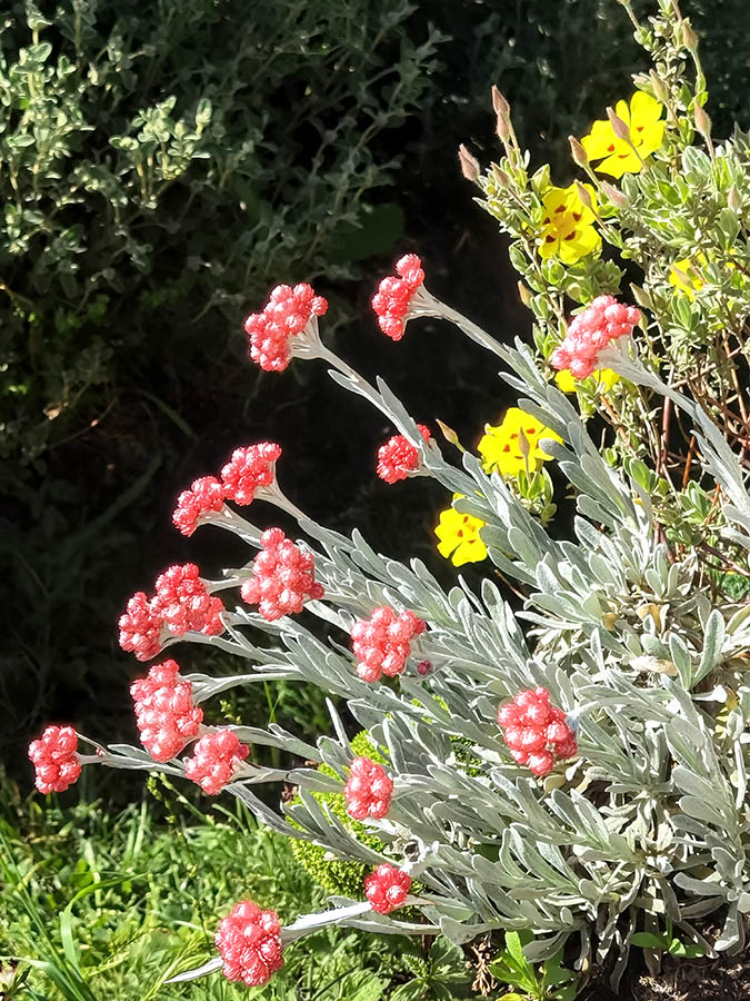 Helichrysum amorginum 'Red Jewel' photo